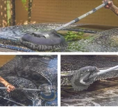 Çok Fonksiyonlu Mikrofiber Araba Yıkama Fırçası Teleskopik Uzun Saplı Detay Fırçası Oto Mopu thumbnail 4