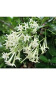 Cestrum Nocturnum Kokulu Melisa Çiçeği (Kolonya Çiçeği) 10-20 cm - 3