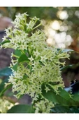Cestrum Nocturnum Kokulu Melisa Çiçeği (Kolonya Çiçeği) 10-20 cm - 2