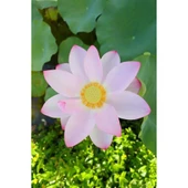 Canon RF 16mm f/2.8 STM Lens thumbnail 6