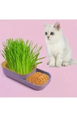 Topraksız Evde Kedi Çimi Yapımı Kiti 5 Paket Tohumu Hediyeli Suda Çim Otu Yetiştirme Mama Su Kabı thumbnail 6