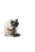Hairball Care Yetişkin Kedi Maması 2 Kg - 3