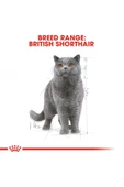 British Shorthair için Yaş Kedi Maması 12 x 85g thumbnail 4