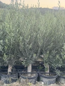 SAKSIDA 6 YAŞ,KALIN GÖVDELİ GEMLİK TRİLYE ZEYTİN FİDANI BOY 130-150 CM - 1