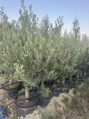 SAKSIDA 6 YAŞ,KALIN GÖVDELİ GEMLİK TRİLYE ZEYTİN FİDANI BOY 130-150 CM - 2