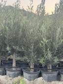 SAKSIDA 6 YAŞ,KALIN GÖVDELİ GEMLİK TRİLYE ZEYTİN FİDANI BOY 130-150 CM - 6