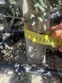 SAKSIDA 6 YAŞ,KALIN GÖVDELİ GEMLİK TRİLYE ZEYTİN FİDANI BOY 130-150 CM - 3