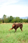Chuckit! Ultra Ball Dayanıklı Köpek Oyun Topu 2'li Küçük Boy - 3