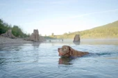 Chuckit! Ultra Ball Dayanıklı Köpek Oyun Topu 2'li Küçük Boy - 4