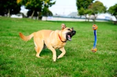 Chuckit! Ultra Duo Tug Dayanıklı Çekiştirme Köpek Oyun Topu Orta Boy 2'li - 3