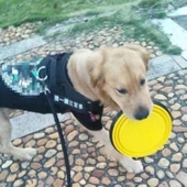 Buffer® Katlanabilir Kedi Köpek Mama Ve Su Kabı Köpek Oyuncağı - 7