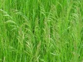 Poa Pratensis (Çayır Salkım Otu) 500 GR - 1