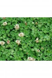 Ak Üçgül Tohumu 500 Gr Trifolium Repens Aküçgül Tohumu Süs Yoncası Tohumu Bodur Yonca Tohumu - 1