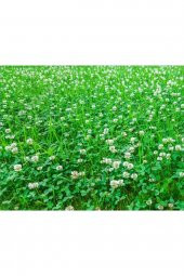Ak Üçgül Tohumu 250 gr Trifolium Repens Süs Yoncası Tohumu Bodur Yonca Tohumu Yonca Çim Tohumu - 1