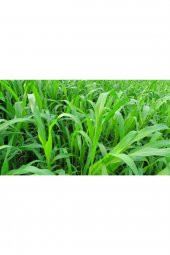 Sorgum Sudan Otu Tohumu 3 Kg Sorgum Sudan Otu Melezi Yem Bitkileri Tohumları Yem Bitkisi - 2