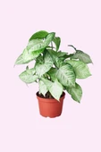 Syngonium Podophyllum 'white Butterfly' - Melek Kanadı Çiçeği Xl - thumbnail 1