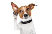 Köpek Kulak Küpesi Yuvarlak Model - 1