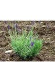 Aromatik Kokulu Lavanta Fidanı 1 Adet Angustifolia 10-20 cm cüce1Q2cüce1Q2 thumbnail 3
