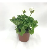 Sardunya Çiçeği Fidanı - Pelargonium - Koyu Pembe Renk 10-20 Cm thumbnail 2