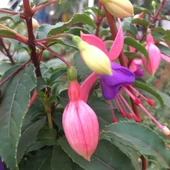 Mor Kırmızı Küpe Çiçeği Fidanı Fuşya Saksılı 10-20 cm nbvhjbf - 3