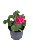 Sardunya Çiçeği Fidanı - Pelargonium - Koyu Pembe Renk 10-20 Cm thumbnail 1