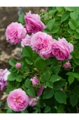 Yediveren Isparta Pembe Sarmaşık Gül Fidanı10-20 cm thumbnail 1
