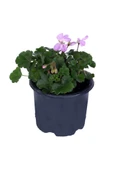 Sardunya Çiçeği Fidanı - Pelargonium - Pembe Renk 10-20 Cm thumbnail 2