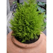 Limoni Servi Limon Çamı Cupressus Macrocarpa 30-50 cm thumbnail 3