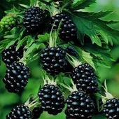 Böğürtlen Fidanı Açık Kök 40-80 cm thumbnail 2