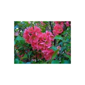 Japon Ayvası Bahar Dalı Fidanı Chaenomeles Japonica 30-50 cm thumbnail 3