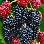 Böğürtlen Fidanı Açık Kök 40-80 cm thumbnail 1