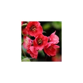 Japon Ayvası Bahar Dalı Fidanı 20-30 cm Chaenomeles Japonica thumbnail 2