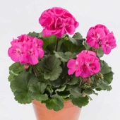 Sardunya Çiçeği Fidanı - Pelargonium - Açık Pembe Renk 10-20 Cm thumbnail 2