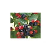 Jumbo Böğürtlen Fidanı Açık Kök 40-80 cm thumbnail 1