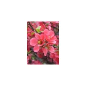 Japon Ayvası Bahar Dalı Fidanı 20-30 cm Chaenomeles Japonica thumbnail 4