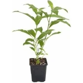 Limon Melisa Çiçeği Fidanı Saksılı 20-40 cm thumbnail 1