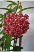 Mum Çiçeği Kırmızı Hoya Carnosa Kokulu 10-20 cm - 1