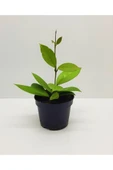 Mum Çiçeği Kırmızı Hoya Carnosa Kokulu 10-20 cm - 2
