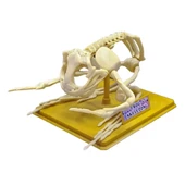 TOYZ DÜKKANIM Kurbağa İskeleti Bilim Seti Kız Erkek Çocuk Oyuncak Eğitici Oyuncaklar - 1