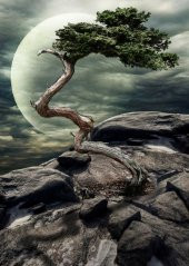 Nova 1000 Parça Doğanın Mucizesi Puzzle thumbnail 1