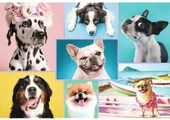 Trefl 1500 Parça Sevimli Köpekler Puzzle - 1