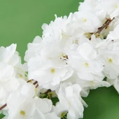 Time Sakura Dal Çiçek - Asorti - 90 cm thumbnail 3