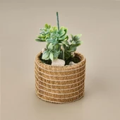 Natürel Çiçek - Asorti - 15 cm thumbnail 2