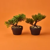 Bonsai Çiçek - Asorti - 19 cm thumbnail 3