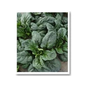 Matador Ispanak Tohumu 1 KG - 1