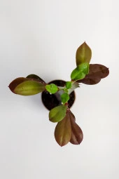 Euphorbia Trigona Royal Red Nadide Tür Kaktüs Özel  Tür Kaktüs 5.5 cm Saksıda - 2