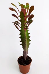 Euphorbia Trigona Royal Red Nadide Tür Kaktüs Özel  Tür Kaktüs 5.5 cm Saksıda - 4
