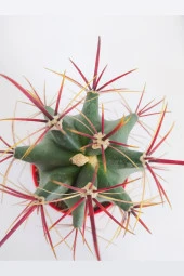Ferocactus Emoryi Nadide Tür Tekli Özel Kaktüs 8.5 cm Kırmızı Saksıda - 2