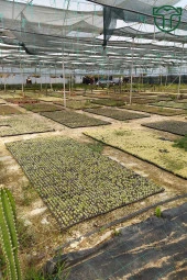 Ferocactus Emoryi Nadide Tür Tekli Özel Kaktüs 8.5 cm Kırmızı Saksıda - 3