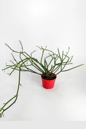 Euphorbia Tirucalli Kalem Kaktüs Özel Tür Nadide Kaktus Tekli Kaktüs 8.5 cm Saksıda thumbnail 1